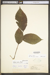 Ulmus rubra