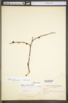 Ulmus rubra