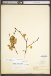 Ulmus rubra