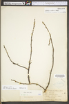 Ulmus rubra