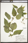 Urtica dioica ssp. dioica