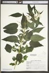 Urtica dioica ssp. gracilis