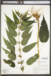 Urtica dioica ssp. gracilis