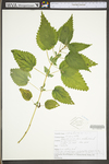 Urtica dioica ssp. dioica