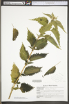 Urtica dioica ssp. dioica