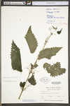 Urtica dioica ssp. dioica