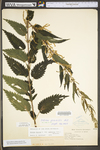 Urtica dioica ssp. gracilis