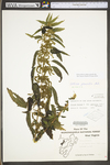 Urtica dioica ssp. gracilis