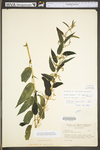 Urtica dioica ssp. gracilis