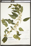 Urtica dioica ssp. gracilis