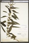 Urtica dioica ssp. gracilis