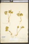 Viola pubescens var. pubescens