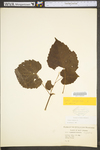 Vitis vulpina
