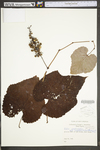Vitis aestivalis var. bicolor