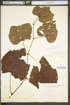 Vitis aestivalis var. bicolor