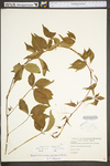 Parthenocissus quinquefolia