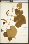Vitis aestivalis var. bicolor