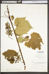 Vitis riparia