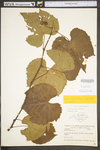Vitis aestivalis var. bicolor