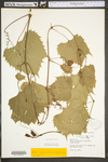 Vitis riparia