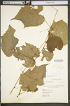 Vitis riparia