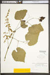 Vitis aestivalis var. bicolor
