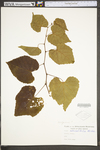 Vitis vulpina