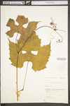 Vitis aestivalis var. bicolor