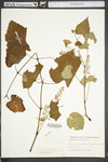 Vitis vulpina