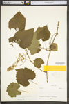 Vitis vulpina
