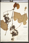 Vitis aestivalis var. bicolor