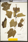 Vitis aestivalis var. bicolor