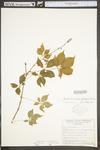 Parthenocissus quinquefolia