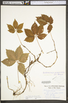 Parthenocissus quinquefolia