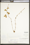 Parthenocissus quinquefolia