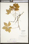 Parthenocissus quinquefolia