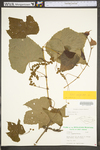 Vitis vulpina