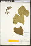 Vitis vulpina