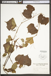 Vitis rupestris