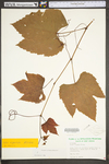 Vitis riparia