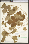 Vitis riparia