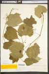 Vitis riparia