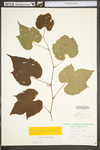 Vitis riparia