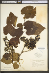 Vitis riparia