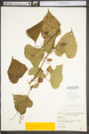 Vitis vulpina
