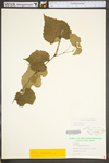 Vitis vulpina