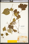 Vitis riparia