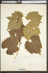 Vitis riparia
