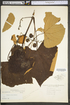Vitis labrusca