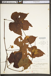 Vitis aestivalis var. bicolor